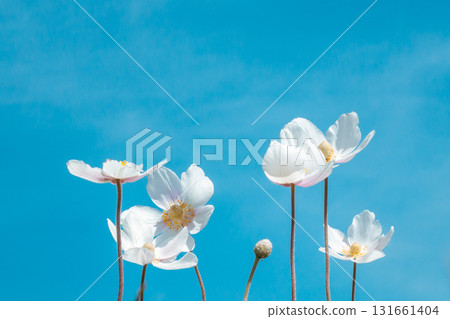 bright white flowers against clear blue sky with soft clouds on sunny day. closeup. bright white flowers against clear blue sky with soft clouds on sunny day. closeup. 131661404