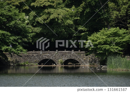 Fresh greenery in Inokashira Park, Ochanomizu Bridge Fresh greenery in Inokashira Park, Ochanomizu Bridge 131661587