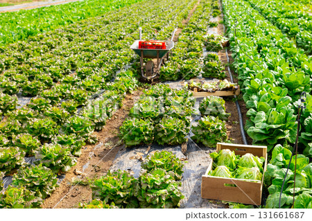 Growing green lettuce in rows in a field on sunny day 131661687