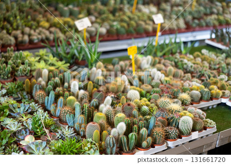 Rows of various cactus and succulents at flower market Rows of various cactus and succulents at flower market 131661720