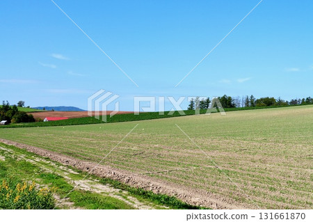 十月美瑛的晴空與秋色 131661870