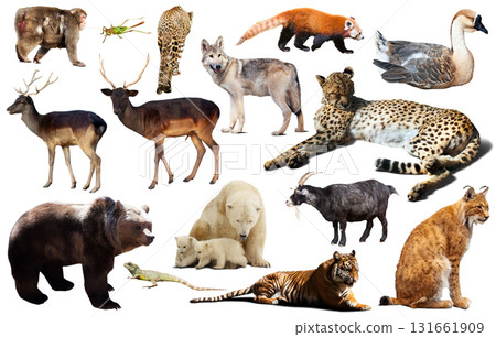 asia animals isolated 131661909