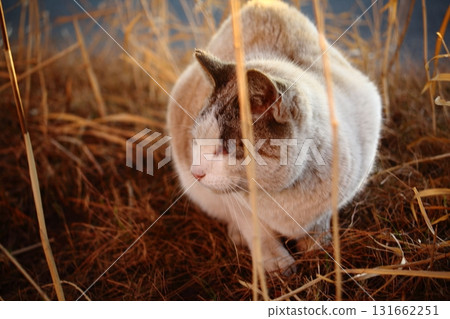 A cat staring at you 131662251