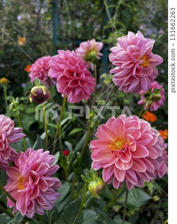 Pink Dahlia 131662263