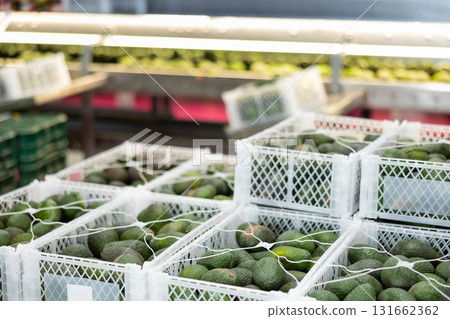 Fresh fruit avocado in crates after packaging, warehouse at mango factory Fresh fruit avocado in crates after packaging, warehouse at mango factory 131662362