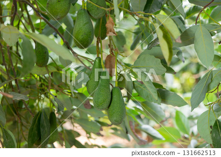 Green ripe avocado fruits hanging on tree, new harvest in orchard or on farm on fall day Green ripe avocado fruits hanging on tree, new harvest in orchard or on farm on fall day 131662513
