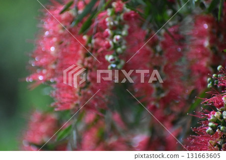 紅色畫筆花朵模糊背景素材 紅色畫筆花朵模糊背景素材 131663605