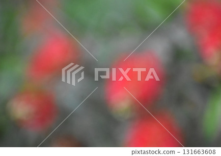 Blurred background material of red brush flowers 131663608