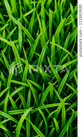 Green juicy grass, Close-up 131663680
