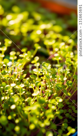 Close-up image of juicy microgreens Close-up image of juicy microgreens 131663691