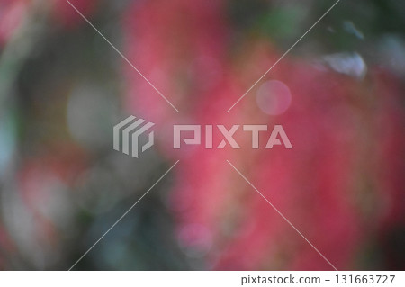 Blurred background material of red brush flowers Blurred background material of red brush flowers 131663727
