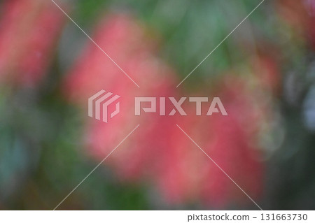 Blurred background material of red brush flowers 131663730