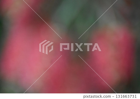 Blurred background material of red brush flowers 131663731