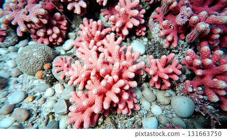 Underwater world, algae, corals, rocks at the bottom of the sea 131663750