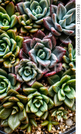 Echeveria is the most popular succulent Echeveria is the most popular succulent 131663938