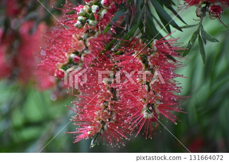 「刷花」是一種看起來像紅色刷子的花 131664072