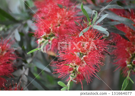 「刷花」是一種看起來像紅色刷子的花 「刷花」是一種看起來像紅色刷子的花 131664077