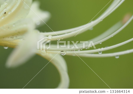 白簇孤挺花被雨淋濕 白簇孤挺花被雨淋濕 131664314