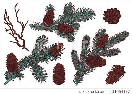 Set with hand drawn blue fir branches, fir cones. Vector illustration. 131664357