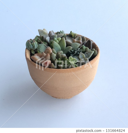 Small succulent planting Small succulent planting 131664824