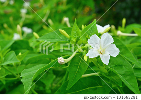 Plant: Marvel-of-peru, Marvel-of-peru 131665281