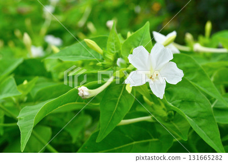 Plant: Marvel-of-peru, Marvel-of-peru Plant: Marvel-of-peru, Marvel-of-peru 131665282