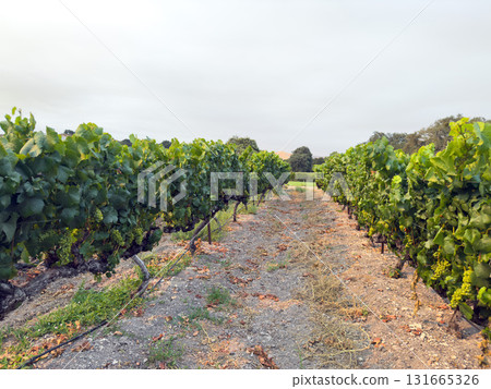 Grape harvest. Vineyards with grapevine in the evening sun. 131665326