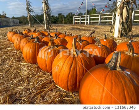 Large piles scattering of small pumpkins and gourds Large piles scattering of small pumpkins and gourds 131665346