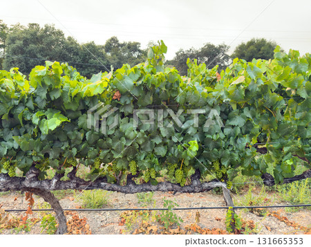 Grape harvest. Vineyards with grapevine in the evening sun. Grape harvest. Vineyards with grapevine in the evening sun. 131665353