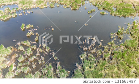 Wetland landscape with water and grassy areas under bright sunlight during daytime 131665487