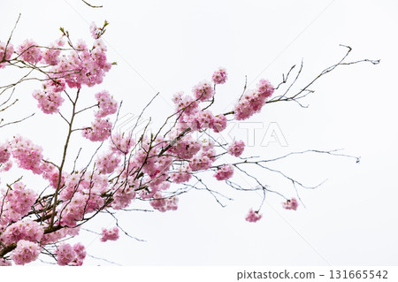 The beautiful pink blossoms against gentle backgrounds evoke peace and tranquility The beautiful pink blossoms against gentle backgrounds evoke peace and tranquility 131665542