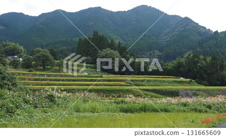 Okuyame: Rice terraces in Takehara, Yabe Village Okuyame: Rice terraces in Takehara, Yabe Village 131665609