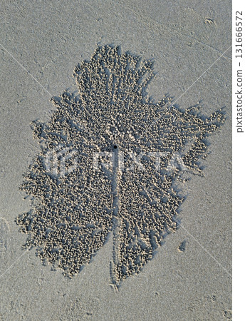 Sand bubbler crab pattern on beach sand 131666572