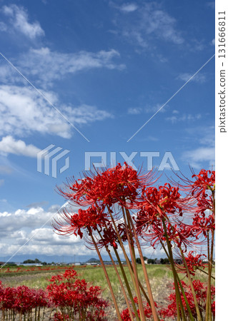 Copy space of full bloom cluster amaryllis and blue sky Copy space of full bloom cluster amaryllis and blue sky 131666811