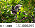 A baby dusky leaf monkey doing a Kamehameha pose 131666895