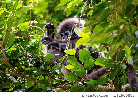 A baby dusky leaf monkey doing a Kamehameha pose A baby dusky leaf monkey doing a Kamehameha pose 131666895