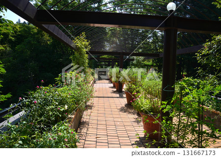 Mito Botanical Garden 2025-8-31 #6 131667173