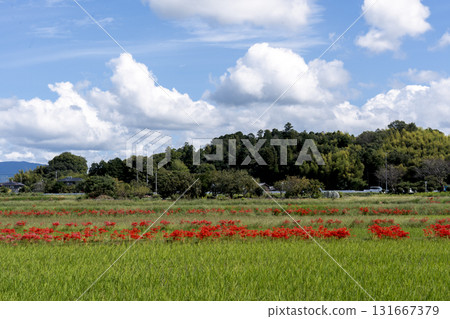 A country scene in autumn of Japan 131667379