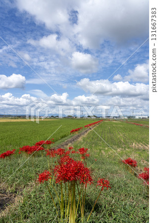 A country scene in autumn of Japan A country scene in autumn of Japan 131667383