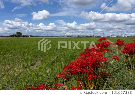 A country scene in autumn of Japan A country scene in autumn of Japan 131667388
