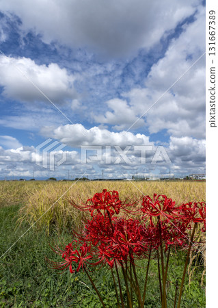 A country scene in autumn of Japan A country scene in autumn of Japan 131667389