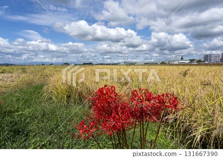 一個國家場面在日本的秋天 131667390