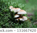 Hypholoma capnoides  (Hypholoma capnoides) 131667420