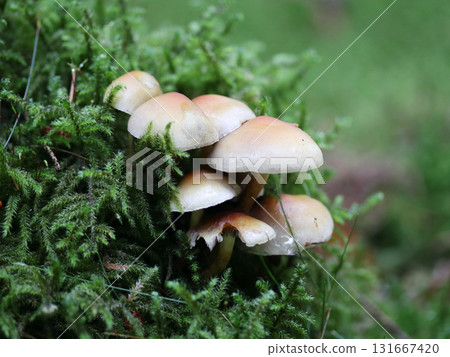 Hypholoma capnoides  (Hypholoma capnoides) 131667420