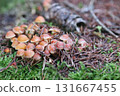 Hypholoma capnoides  (Hypholoma capnoides) 131667455