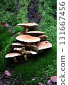Hypholoma capnoides  (Hypholoma capnoides) 131667456