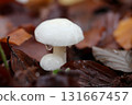 Hypholoma capnoides  (Hypholoma capnoides) 131667457