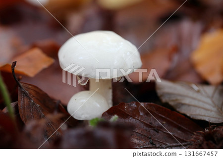 Hypholoma capnoides  (Hypholoma capnoides) 131667457