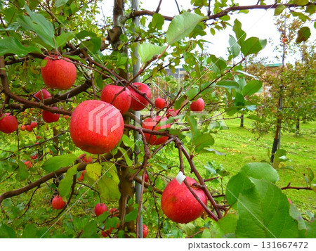 Aomori Apple Orchard (Tsugaru City, Aomori Prefecture) Aomori Apple Orchard (Tsugaru City, Aomori Prefecture) 131667472
