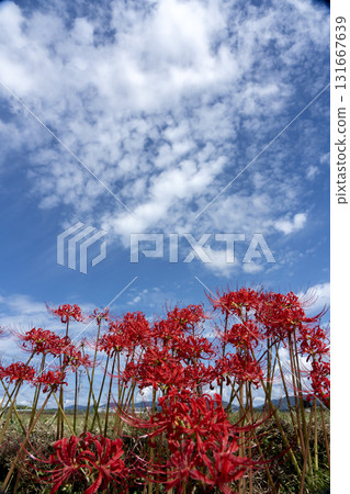 Copy space of full bloom cluster amaryllis and blue sky 131667639